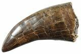 Beastly, Serrated Tyrannosaurus (T rex) Tooth - Montana #355472-1